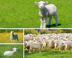 indir (1)küçük baş yeni