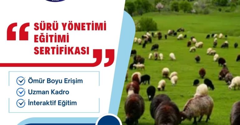 sürü