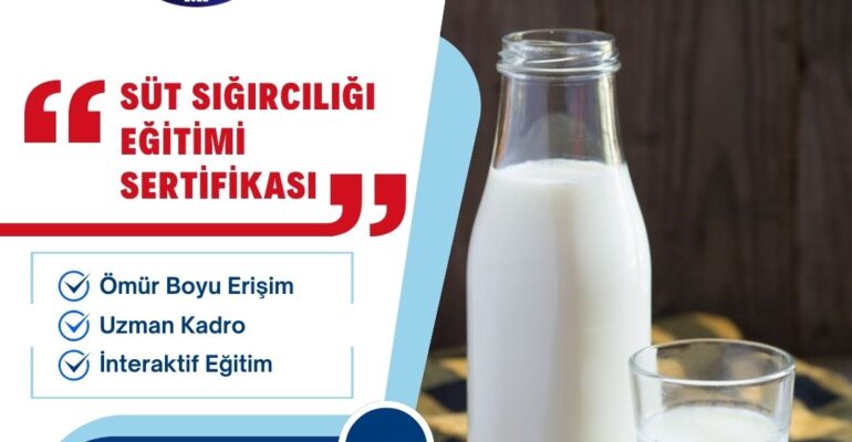 süt sığırcılığı
