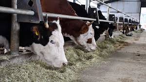 Büyükbaş Hayvancılık Sertifikası