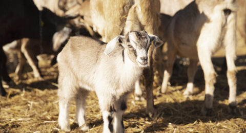 Küçükbaş Hayvan Yetiştiriciliği Sertifikası