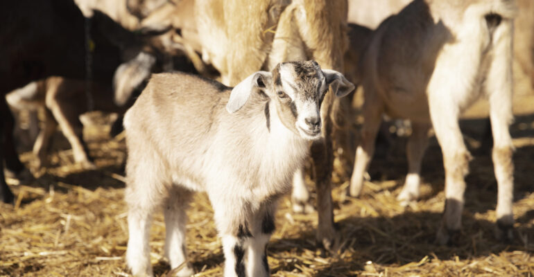 Küçükbaş Hayvan Yetiştiriciliği Sertifikası