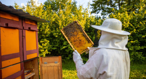 View of beekeeper collecting honey and beeswax