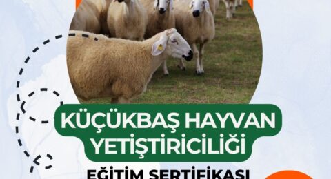 Küçükbaş Hayvan Yetiştiriciliği Sertifikası