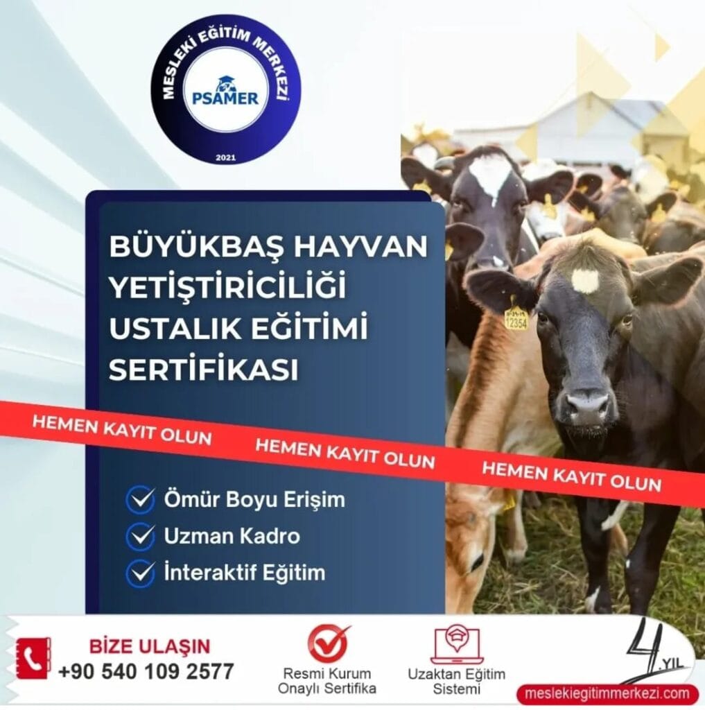 Büyükbaş Yetiştiriciliği