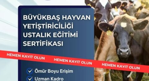 Büyükbaş Yetiştiriciliği