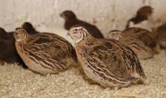 Bıldırcın ve Keklik Yetiştiriciliği