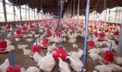 Kanatlı Hayvan Yetiştiriciliği Eğitim Sertifikası
