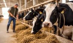 Büyükbaş Hayvancılık Eğitim Sertifikası Nedir Kimler Alabilir Ne İşe Yarar