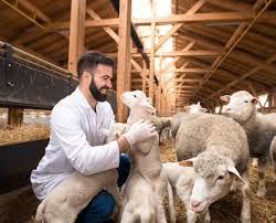 Küçükbaş Hayvancılık Eğitim Sertifikası