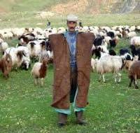 çobanlık sertifikası