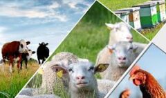 hayvancılık sertifikası