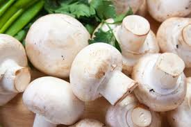 mantar yetiştiriciliği sertifikası