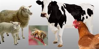 organik hayvancılık sertifikası