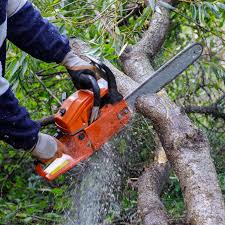 ağaç kesme boylama